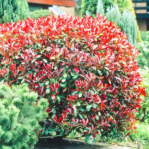 Фотиния Литл Ред Робин артикул фото 1 Фотиния Литл Ред Робин изображение 1 артикул 3967