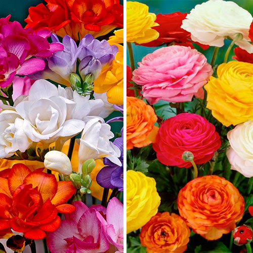 Суперпредложение! Комплект фрезии, ранункулюсы из 20-ти луковиц изображение 1 артикул 4787_1