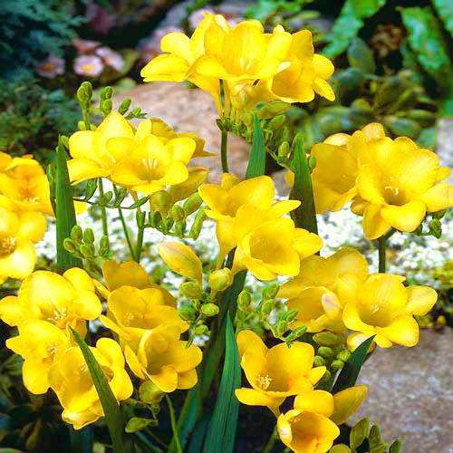 Фезия Йеллоу изображение 1 артикул 2972