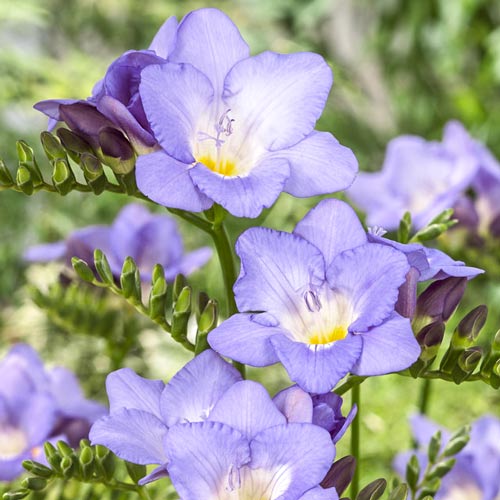 Фрезия Блю изображение 1 артикул 67879