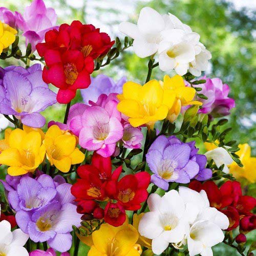 Фрезия Дабл, смесь окрасок изображение 1 артикул 67881