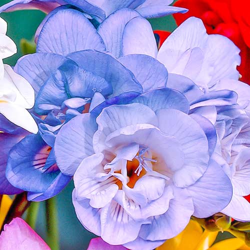 Фрезия Дабл Блю изображение 1 артикул 76234