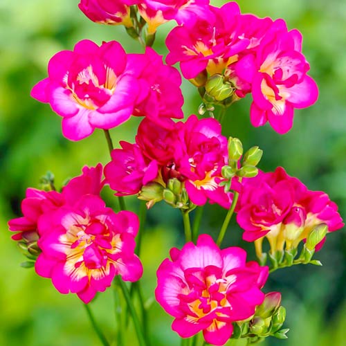 Фрезия Дабл Пинк изображение 1 артикул 76237