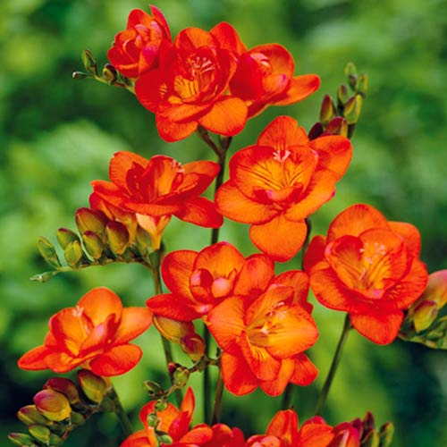 Фрезия Оранж изображение 1 артикул 67883