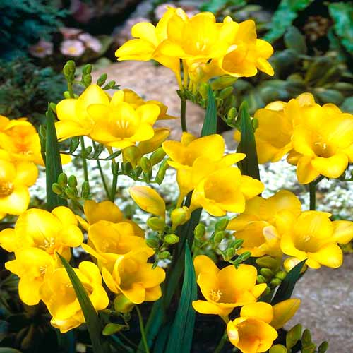 Фрезия Йеллоу изображение 1 артикул 67882