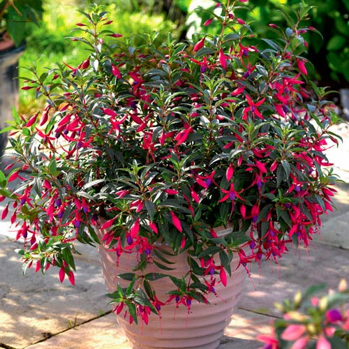 Фуксия Триколор изображение 2 артикул 7218