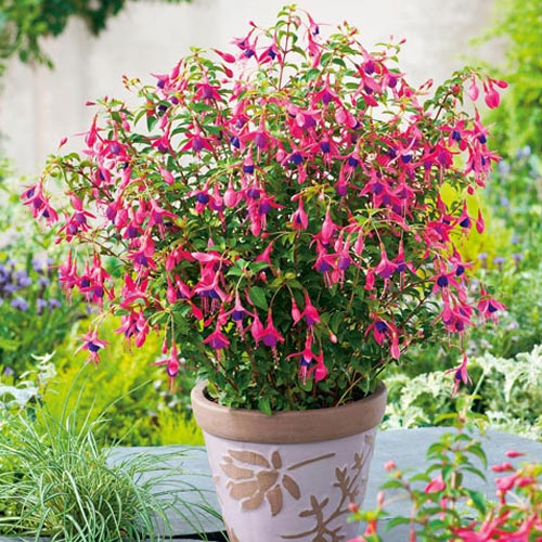 Фуксия Том Тумб артикул фото 2 Фуксия Том Тумб изображение 2 артикул 7217