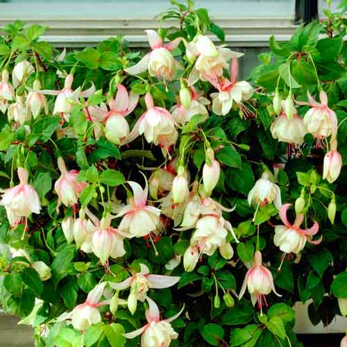 Фуксия Аннабель изображение 1 артикул 73029