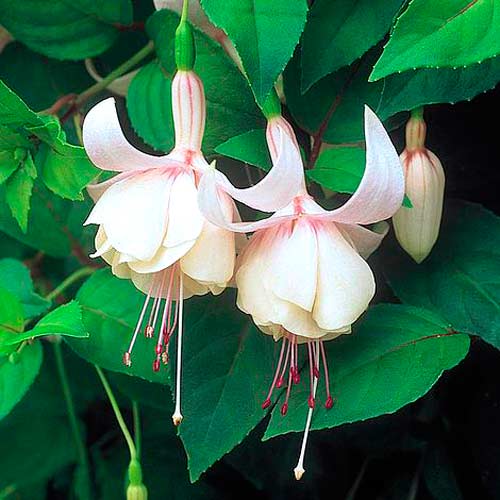 Фуксия Аннабель изображение 2 артикул 73029