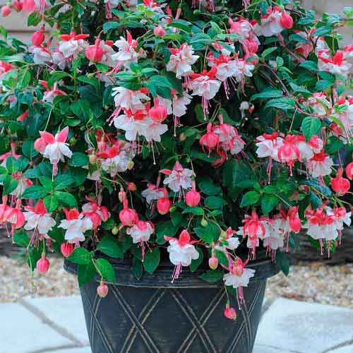 Фуксия Сноу Кеп изображение 1 артикул 73031