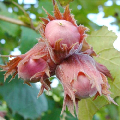 Фундук Ламберта краснолистный изображение 1 артикул 7451