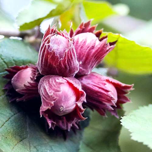 Фундук Сахарный изображение 1 артикул 4243