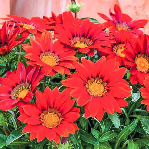 Гацания Нью Дей красная F1 изображение 1 артикул 71166