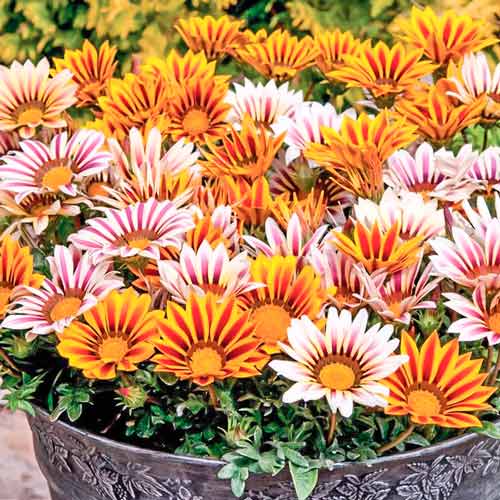 Гацания Тигровая F1, смесь окрасок  изображение 1 артикул 71316