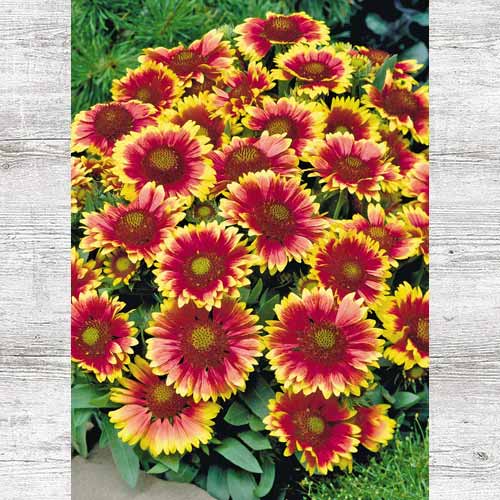 Гайлардия Меса Брайт биколор изображение 1 артикул 83717