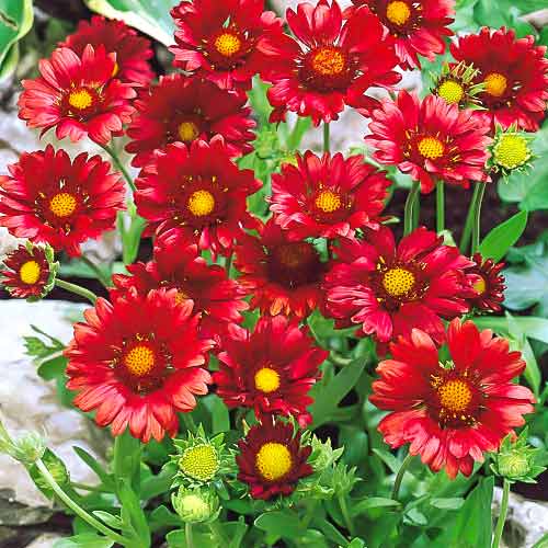 Гайлардия Санберст Бургунди изображение 1 артикул 68635