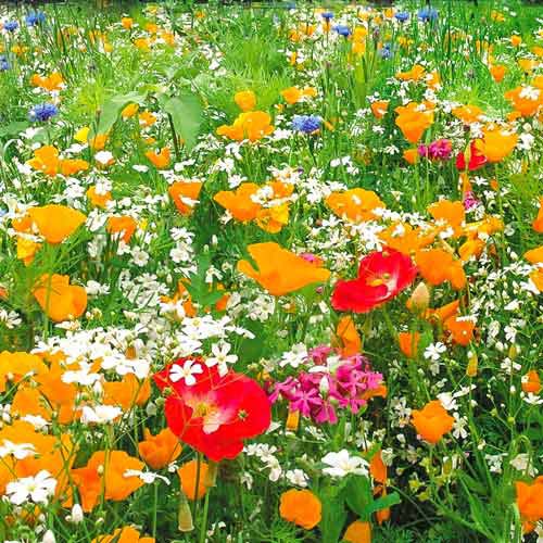 Газон цветущий Гольф Аристократ, смесь окрасок Русский огород НК изображение 1 артикул 69862