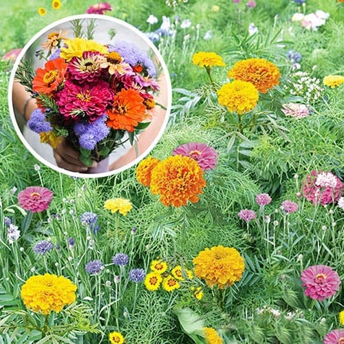 Газон цветущий Летний букет, смесь окрасок НК изображение 1 артикул 92482