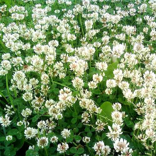 Газон Жемчужная россыпь изображение 1 артикул 66183