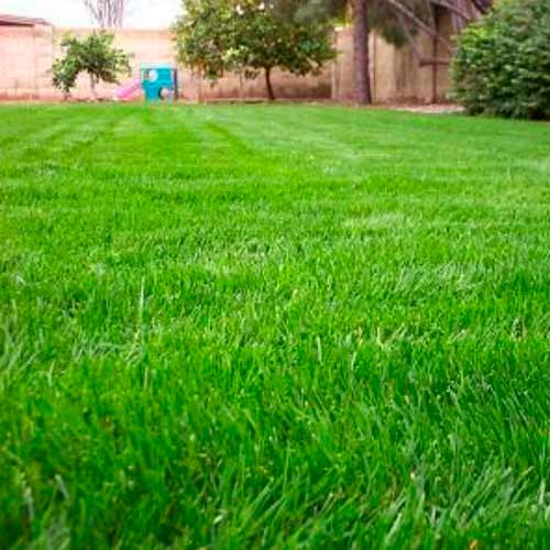 Газон Лужайка изображение 1 артикул 65678