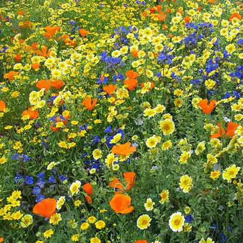 Газон Мавританский, смесь семян изображение 1 артикул 65681