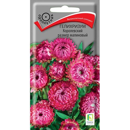 Гелихризум Королевский размер малиновый Поиск изображение 1 артикул 92942