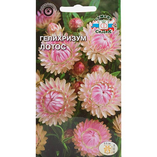 Гелихризум Лотос Седек изображение 1 артикул 93740