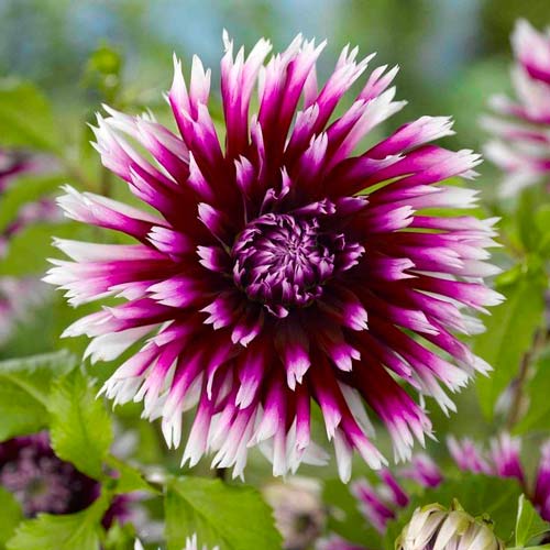 Георгина Алауна Клер Обскур изображение 1 артикул 76405