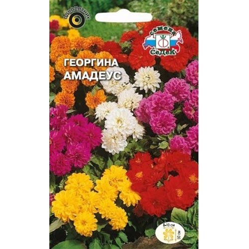 Георгина Амадеус, смесь окрасок Седек изображение 1 артикул 93743