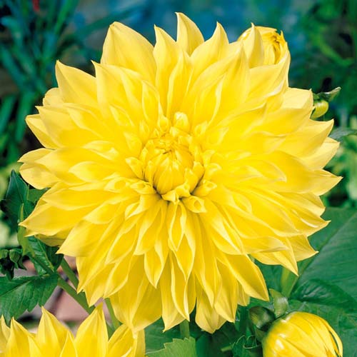 Георгина Американ Сан изображение 1 артикул 76406