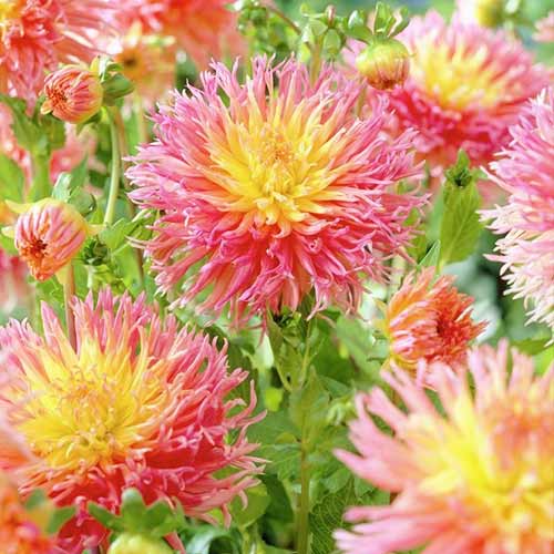 Георгина Фринджет Стар артикул фото 1 Георгина Фринджет Стар изображение 1 артикул 76417