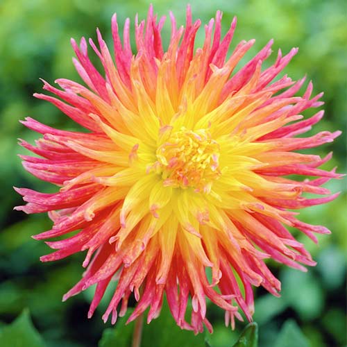 Георгина Фринджет Стар артикул фото 2 Георгина Фринджет Стар изображение 2 артикул 76417