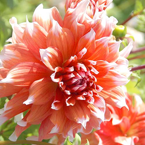 Георгина Холланд Фестиваль изображение 1 артикул 76581