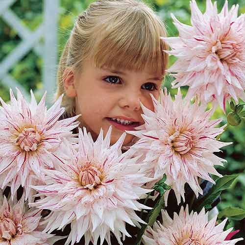 Георгина Микc Пеперминт изображение 2 артикул 76424