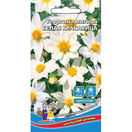 Георгина Белая красавица Уральский дачник изображение 1 артикул 94780