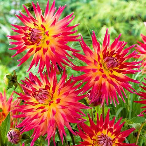 Георгина Бора Бора изображение 1 артикул 76411