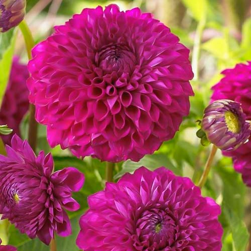 Георгина Бум Бум Пурпл изображение 1 артикул 76409