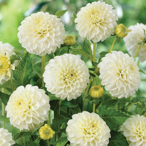 Георгина Бум Бум Вайт изображение 1 артикул 76410