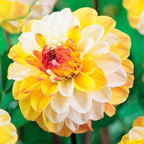 Георгина Дабл Джилл изображение 1 артикул 76563