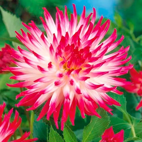 Георгина Датч Эксплоужен изображение 1 артикул 76206