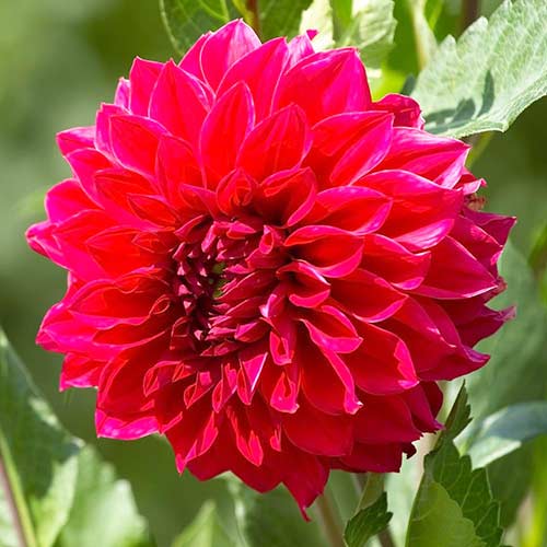 Георгина декоративная (далия) Барбаросса изображение 1 артикул 67133