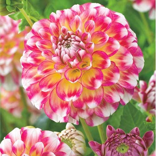 Георгина Гавайи изображение 1 артикул 76419