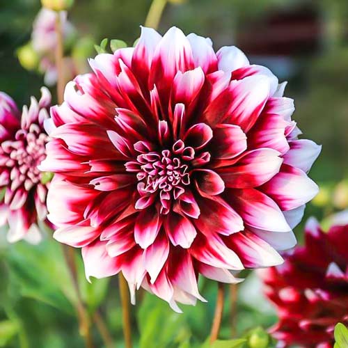 Георгина Контраст изображение 1 артикул 76048