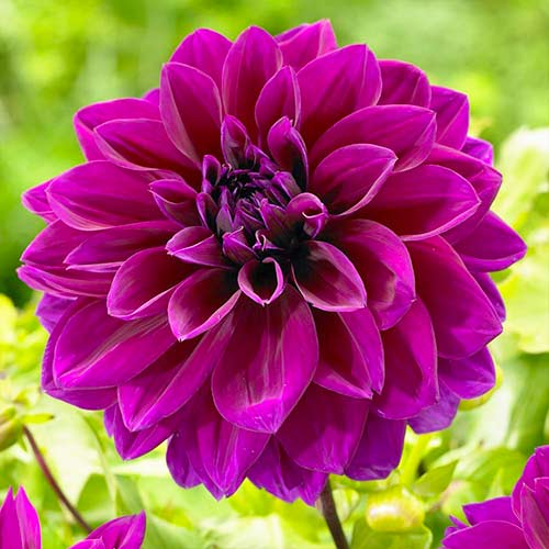 Георгина декоративная (далия) Томас Эдисон изображение 1 артикул 67137