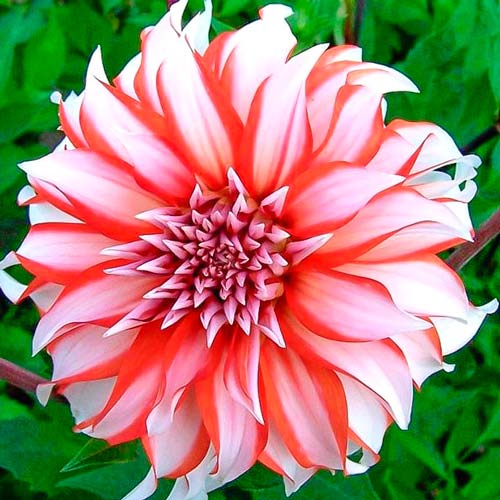 Георгина Долли Эйч изображение 1 артикул 76416