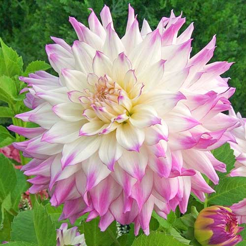 Георгина Фернклиф Иллюжн изображение 1 артикул 76579