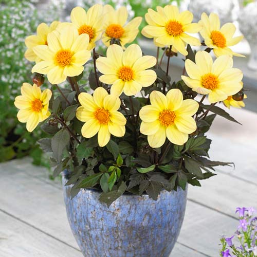 Георгина Хэппи Дейс Лемон изображение 1 артикул 76211