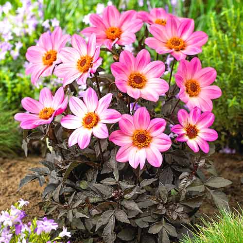 Георгина Хэппи Дейс Пинк изображение 1 артикул 76212