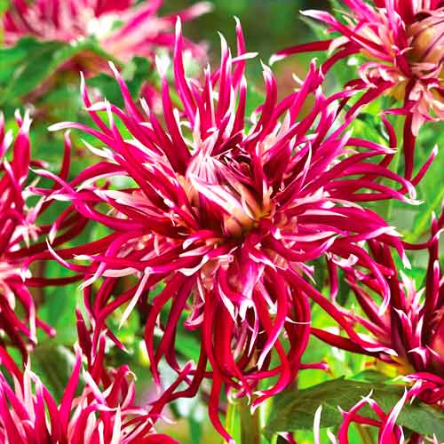 Георгина Холлихил Спайдер Вумен артикул фото 1 Георгина Холлихил Спайдер Вумен изображение 1 артикул 70375