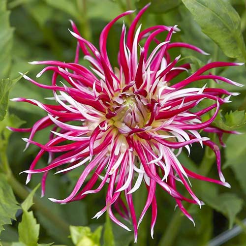 Георгина Холлихилл Спайдер Вумен изображение 1 артикул 76527